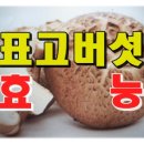 표고버섯 효능 이미지