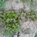 청운농장 이미지