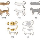 비만고양이 네이버블로그