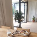 스테이플레도