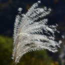 억새어린이공원 이미지