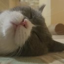 도신체육관 이미지