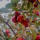 한아름농원 이미지