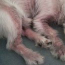 한가람동물의료센터 이미지