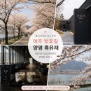 여주 벚꽃길부터 양평 감성카페까지, 완벽했던 봄 드라이브 코스