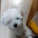 반려동물 셀프미용 이미지