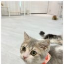 캣플 이미지