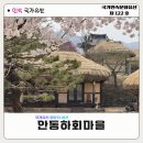 연화마을(청소년문화의집 방향) | 안동 하회마을 부용대 벚꽃길 개화현황 및 가는법 | 국가유산 방문자여권 스탬프 위치