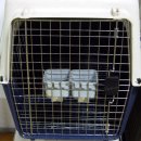 좋은켄넬 이미지