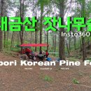 잣나무숲 이미지