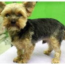 비오비 펫살롱 이미지