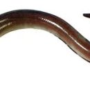 청기와 회집 이미지