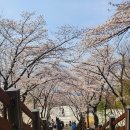 대구광역시청 산격청사 | <대구여행> 다른 지역보다 빠르게, 예쁘게 벚꽃을 즐길수 있었던 대구 벚꽃 명소 4곳 : 앞산빨래터공원...