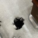 라미헤어룸 이미지