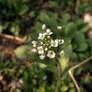 작은꽃지천 이미지