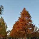 순천만국가정원 정원드림호 배 타고 야경 본 후기