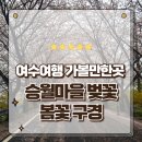 평화 경로당 | 여수여행 가볼만한곳 핑크빛 봄비가 내린 승월마을 벚꽃 산책 후기