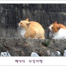 태고 이미지