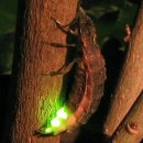 뉴질랜드-와이토모 석회 • 반딧불이 동굴 이미지