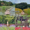 상림관리사 | [함양] 가을꽃구경 함양가볼만한곳 ‘상림공원’ 꽃무릇 해바라기 버베나 황화코스모스 등 10종류 이상...