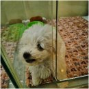 라이프독 이미지