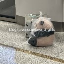 뿌딩이 유과장의 내돈내산 하나투어 푸키지 후기 3탄