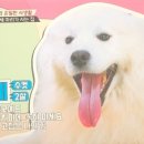 죠스베베
