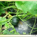 단호박 재배법 이미지