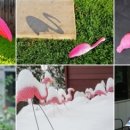 플라밍고 이미지