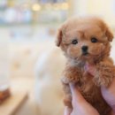 마산애견 이미지