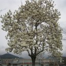 하일중학교 이미지