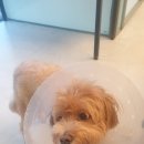 사과나무 동물병원 이미지