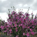 무궁화농원 이미지