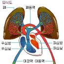 혈액순환이란.... 이미지