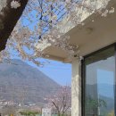 (주)나무그림엔터테인먼트 | (밀양/단장면)이번주 무조건 달려가야되는 벚꽃카페🌸_스텝로스터리 단장점 후기
