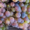 부산농장 이미지