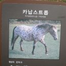 파라벨라 이미지