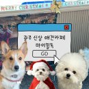 러블리독 애견카페 | [광주 애견카페] 광주 북구 야외잔디가 있는 신상 애견카페 마이힙독 방문후기