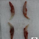 샐리동물병원 이미지