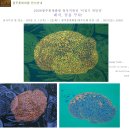 화랑돼지 이미지