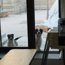 라스커피 이미지