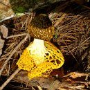 하얀버섯 이미지