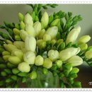 후리지아 이미지