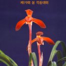 꽃이필라 Daum카페