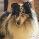 트윙클문 이미지