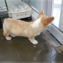 펫츠마트 이미지