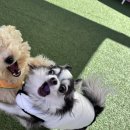 벨르시앙 이미지