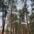 고목목장 | 춘천 남이섬 맛집 고목에서 즐기는 브런치, 유아동반 가능해요.