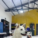 돌담펫호텔 이미지