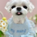 마이멍멍 이미지